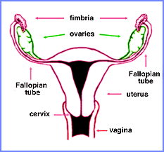 Uterus Diagram