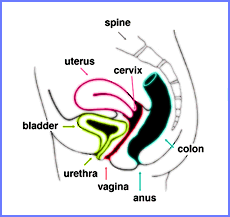 Uterus Diagram