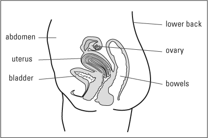 female reproductive system